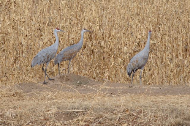 20. Cranes near cornfield