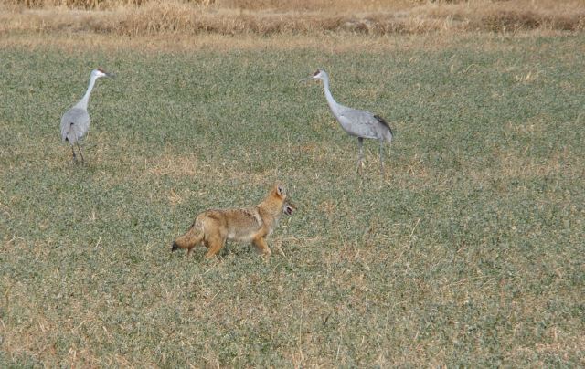 This well fed looking coyote wandered across the road in front of us and over into a field with several cranes.