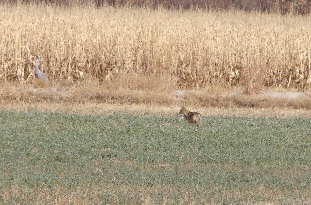 I guess he wasn't hungry as he wandered off into the corn field.