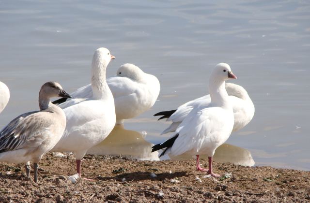 44. Shape of head of snow geese