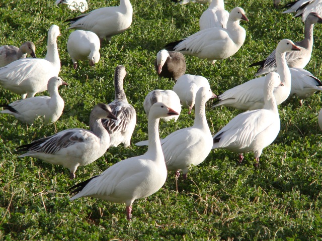 63. Geese