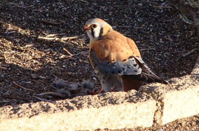 American Kestrel visitor on New Year's Day 2013