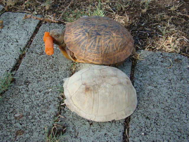 Sam compared to Ohio Box Turtle shell.
