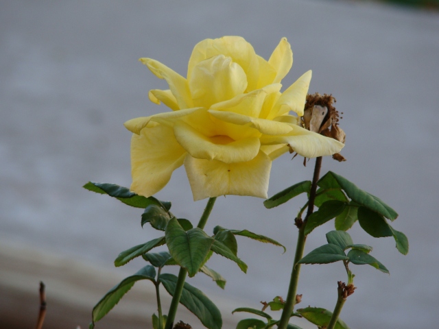 Single yellow rose taken in early afternoon Nov. 14, 2012.