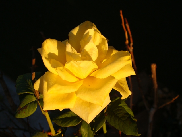 Same rose, same day, but late in the day lit by the setting sun.