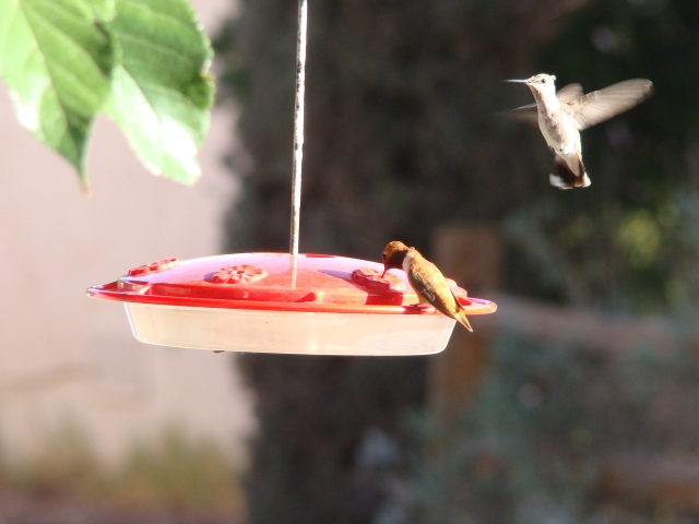 Female Rufous Hummingbird approaches feeder where male is already feeding.