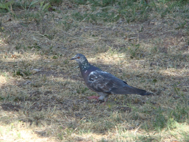 4. Pigeon Variants (2)