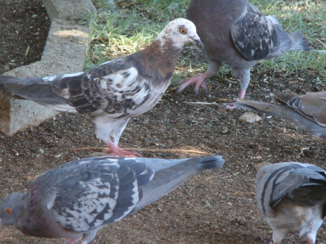 4. Pigeon Variants (3)