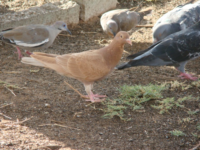 4. Pigeon Variants (4)
