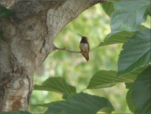26 July.  First Rufous seen in 2012.