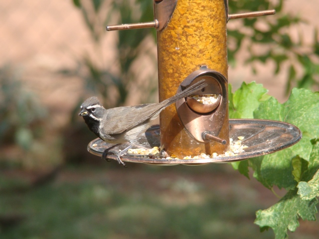 Black-Throated Sparrow.