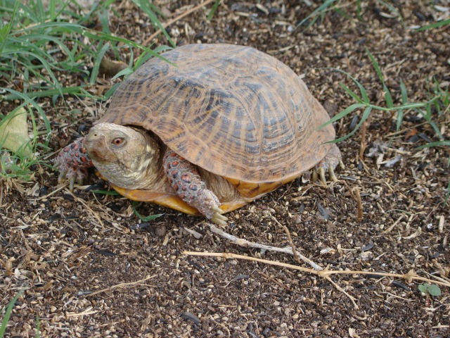 Sam, the Ornate Box Turtle visitor to our backyard.