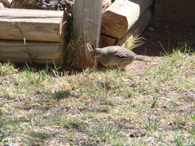 The female enters the yard.